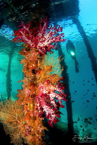 Arborek, Raja Ampat. by Filip Staes 